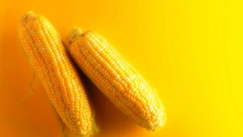 Кукуруза, фон, желтый, уши