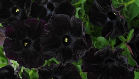 Петуния, цветы, черный, крупный план
