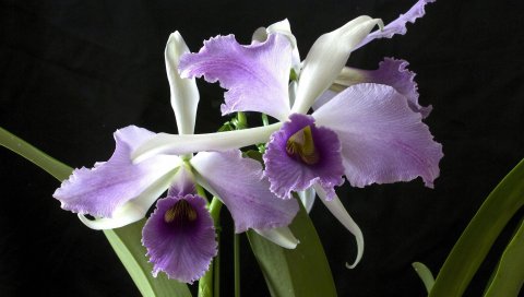 Орхидея, цветок, экзотические, макро, черный фон