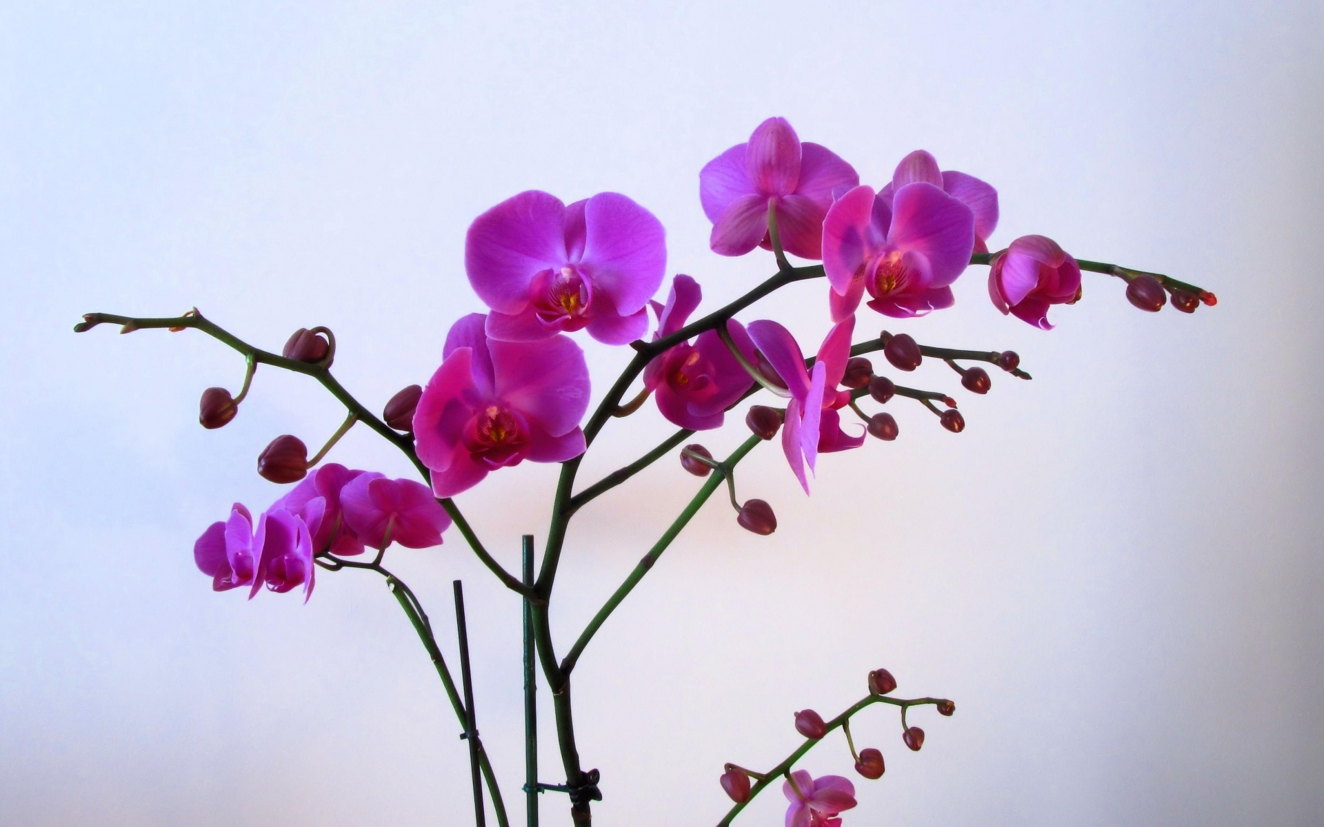 Цветок на ветке много цветов. Ветка орхидеи фаленопсис. Орхидея фаленопсис 1 ветка. Орхидея фаленопсис Budapest. Орхидея фаленопсис соцветие.