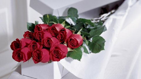 Розы, цветы, букет, элегантный, коробка