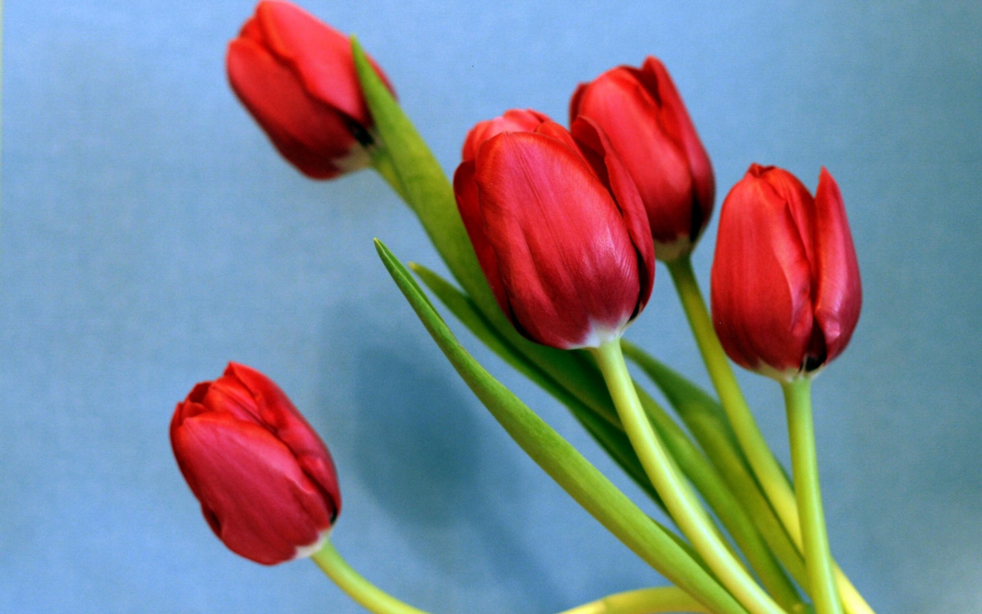 Картинки Тюльпаны, цветы, весна, цветок, фон фото и обои на рабочий стол