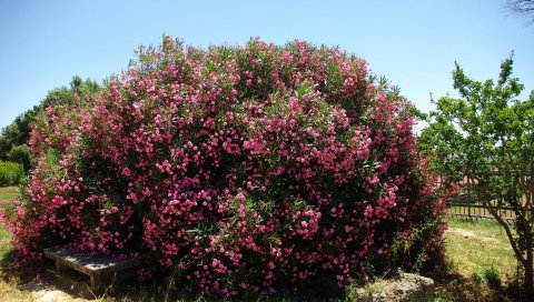 Кустарник, цветок, зеленый, парк, весна, солнечный