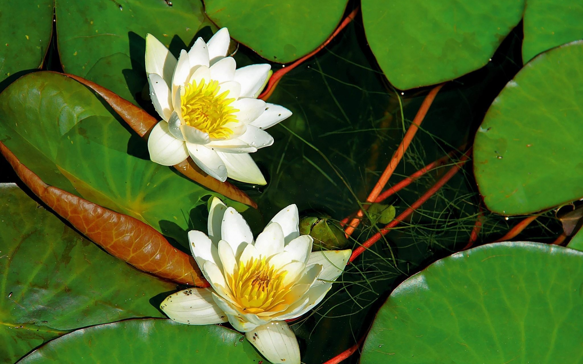 Растение кувшинка белая водяная Лилия