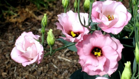 Lisianthus russell, цветы, течет, почки, клумба