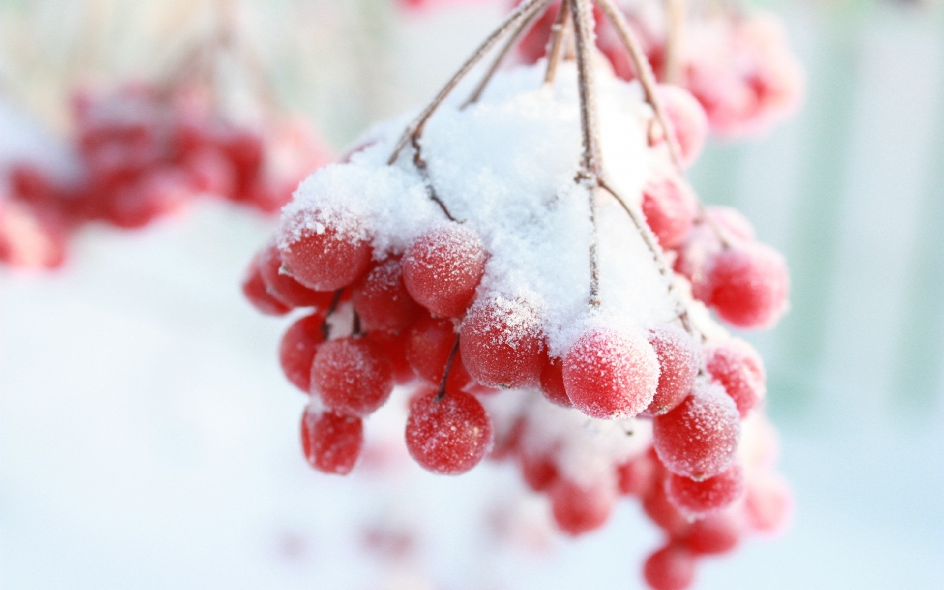 Картинки Рябина, снежная ягода, зима, ветка фото и обои на рабочий стол