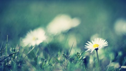 Ромашки, цветы, трава, размазанные, полевые