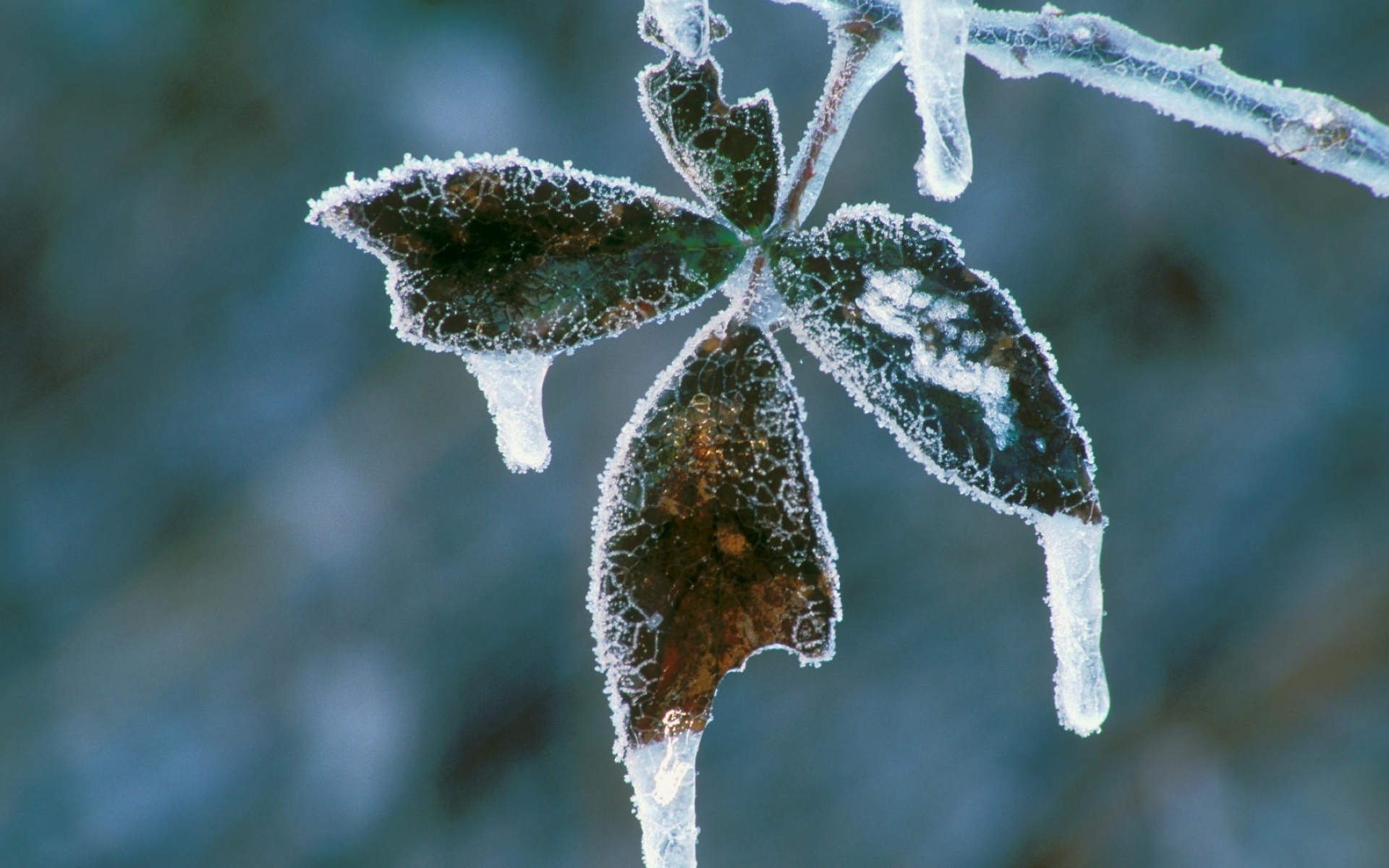 Заморозка листьев. Зимние листья. Листья в инее. Растения устойчивые к холоду. Холодостойкость растений.