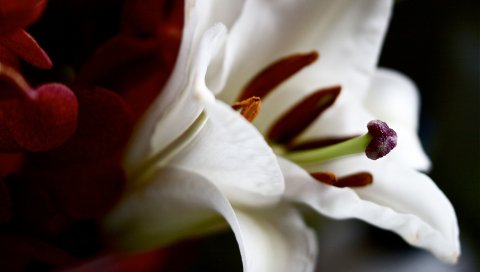 Лилия, цветок, лепестки, форма, тень
