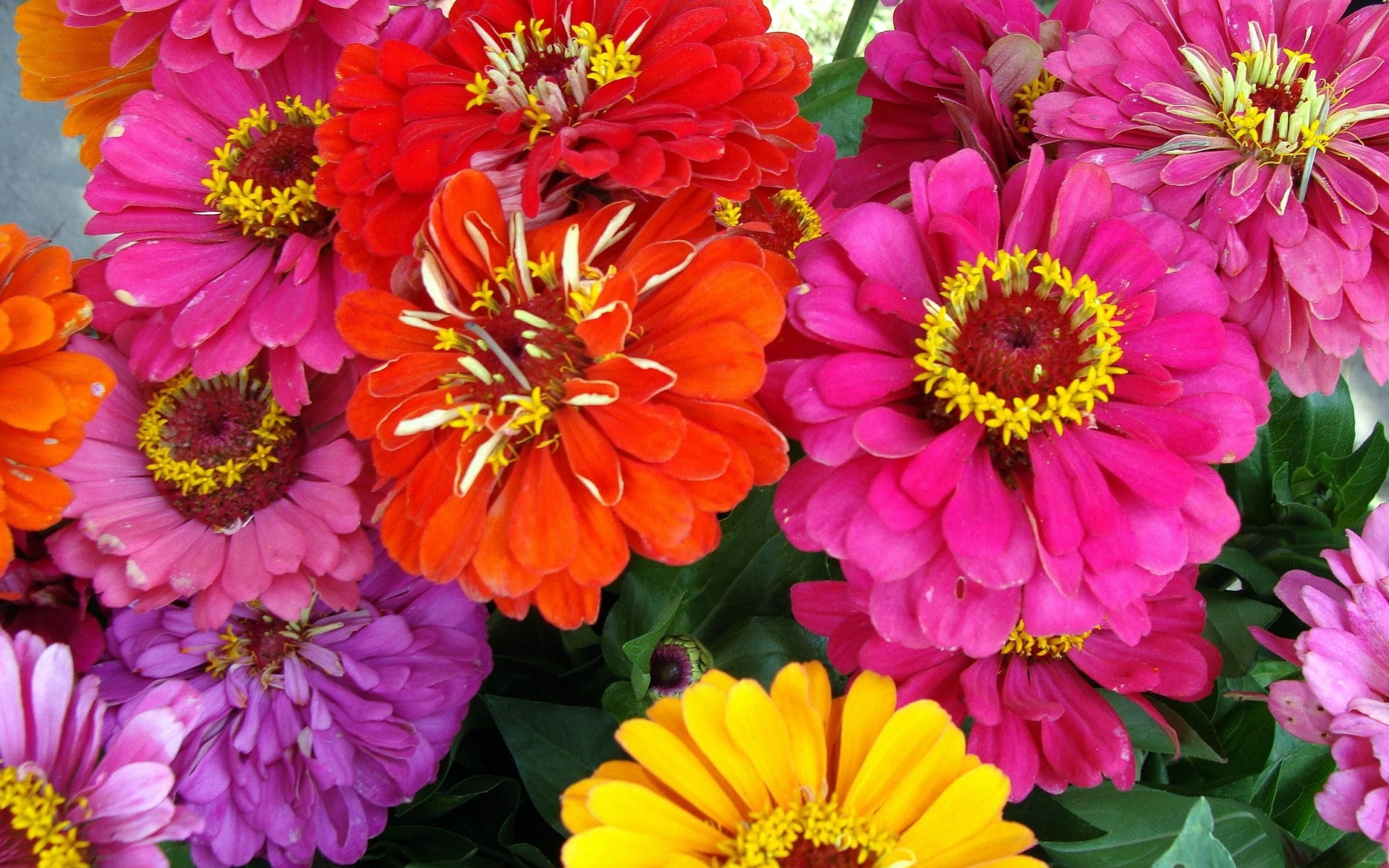 Картинки Zinnias, цветы, яркий, крупный план фото и обои на рабочий стол