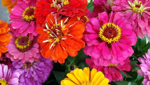 Zinnias, цветы, яркий, крупный план