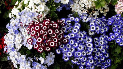 Cineraria, цветы, разноцветные, разные, клумбы