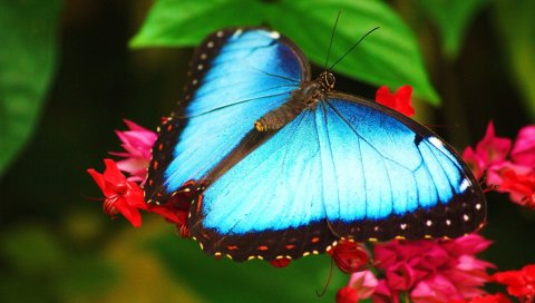 Бабочка, цветы, поверхность, цвет, узоры