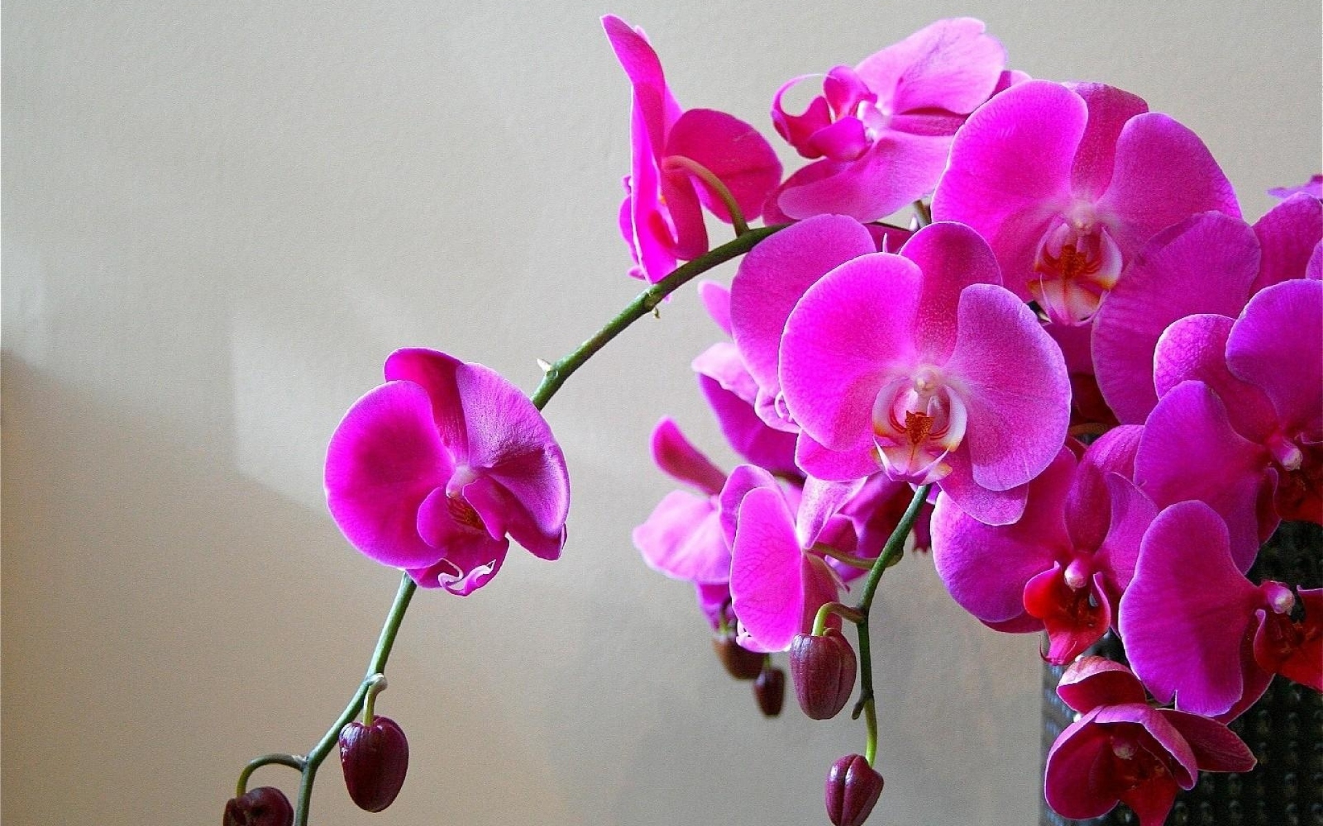 Картинки Орхидеи, цветы, ветка, яркие, ваза фото и обои на рабочий стол