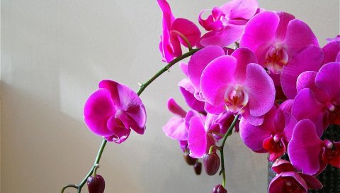 Орхидеи, цветы, ветка, яркие, ваза