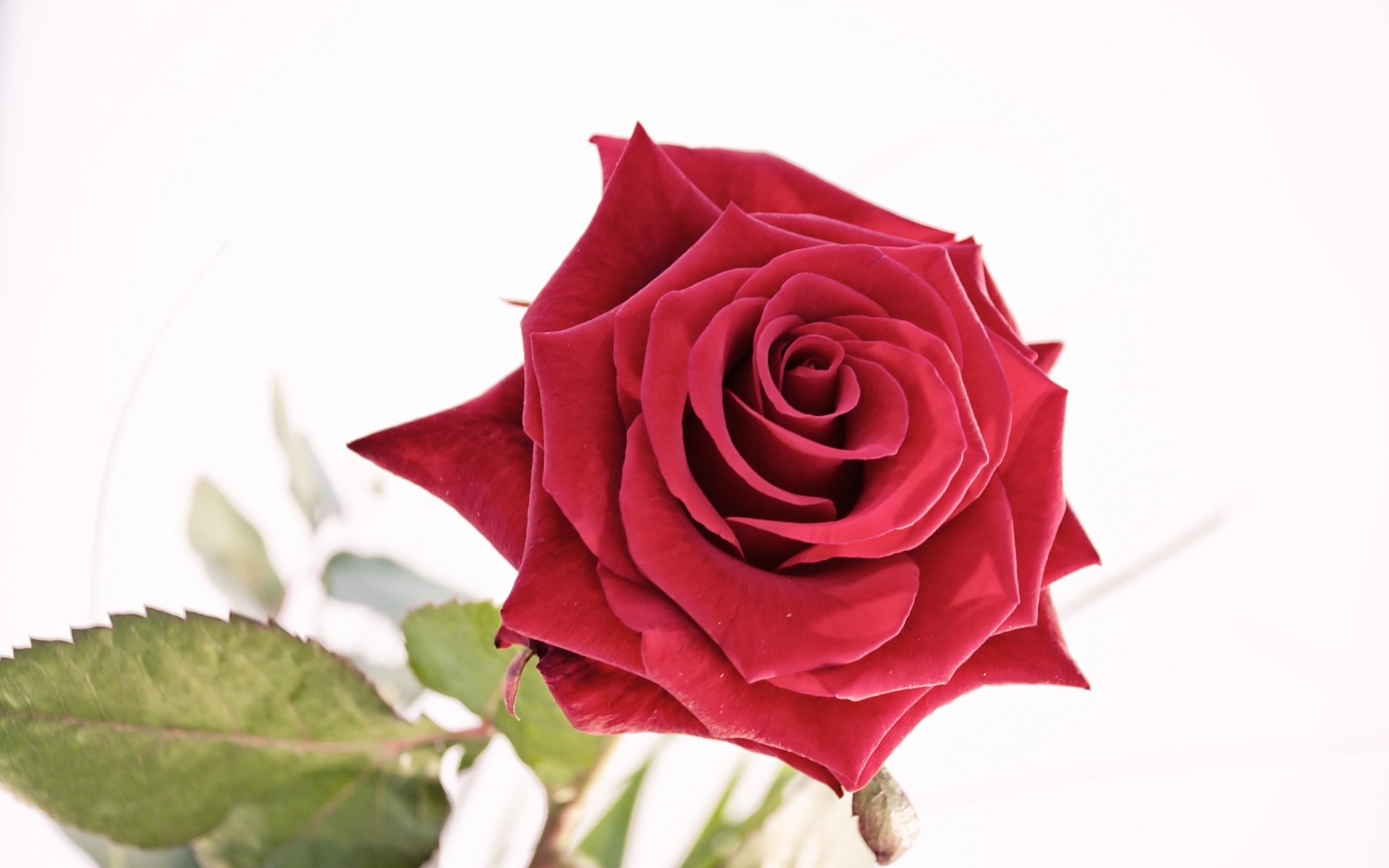 Фото розы на белом фоне