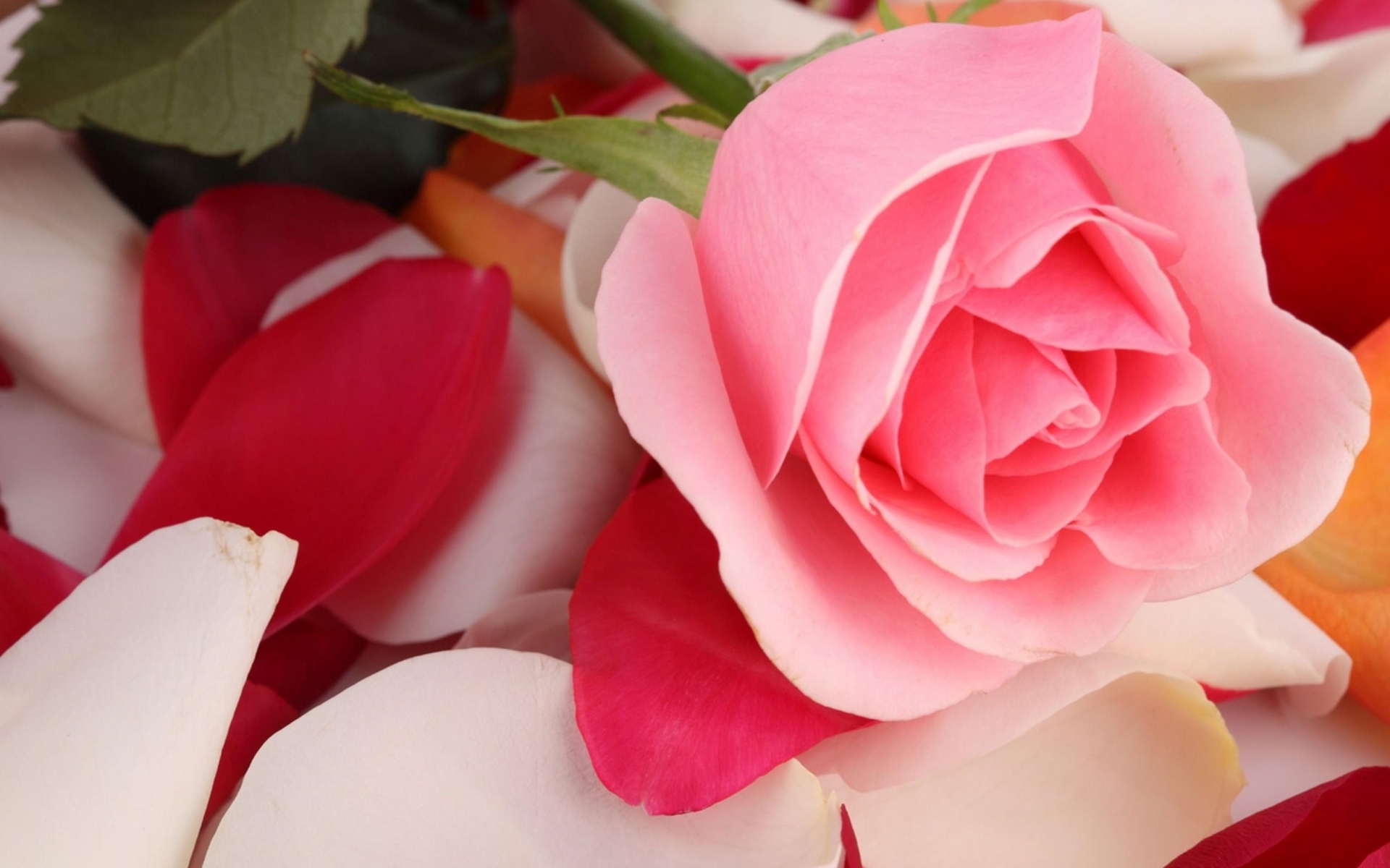Цветы с розовыми лепестками