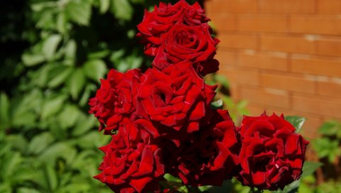 Розы, цветы, букет, яркие, размытия, стены