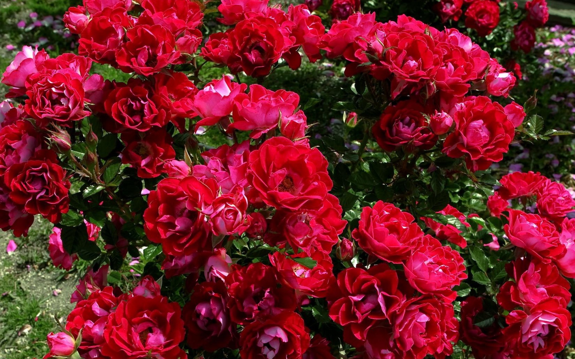 Картинки Розы, цветы, кусты, сад, красиво фото и обои на рабочий стол