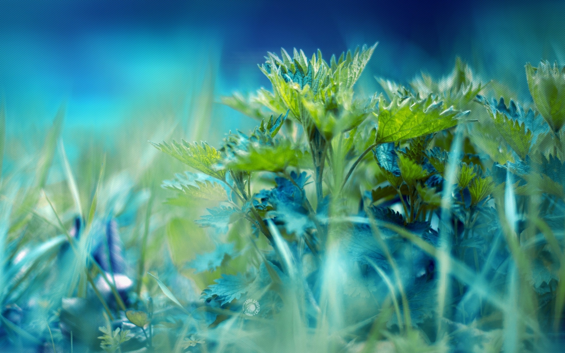 Картинки Трава, травы, листья, фон, блики фото и обои на рабочий стол