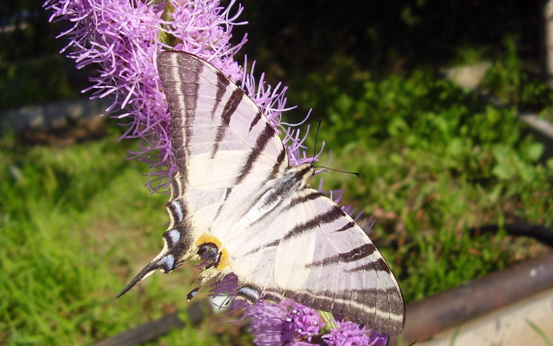 Цветок похож на крылья бабочки. Сиреневый Бражник бабочка. Фиолетовые насекомые. Цветок похожий на бабочку. Растение похожее на бабочку.
