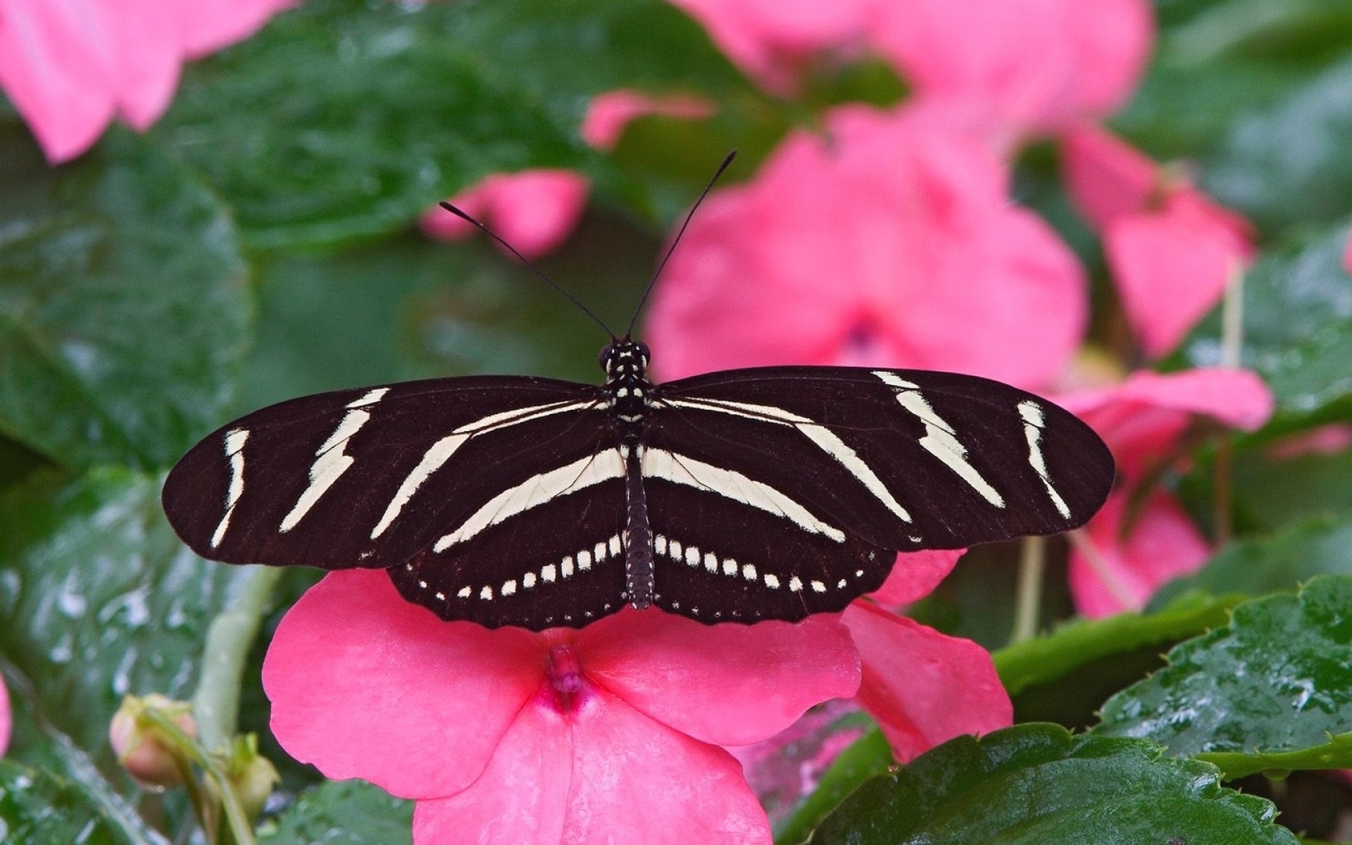 Белая розовая бабочка. Бабочка. Розовые бабочки. Цветок ночная бабочка. Бабочки фото красивые.