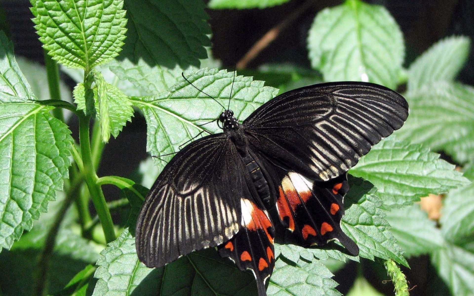 Сохранение темных бабочек в результате. Papilio LOWI. Бабочки. Бабочка черная. Бабочка черного цвета.