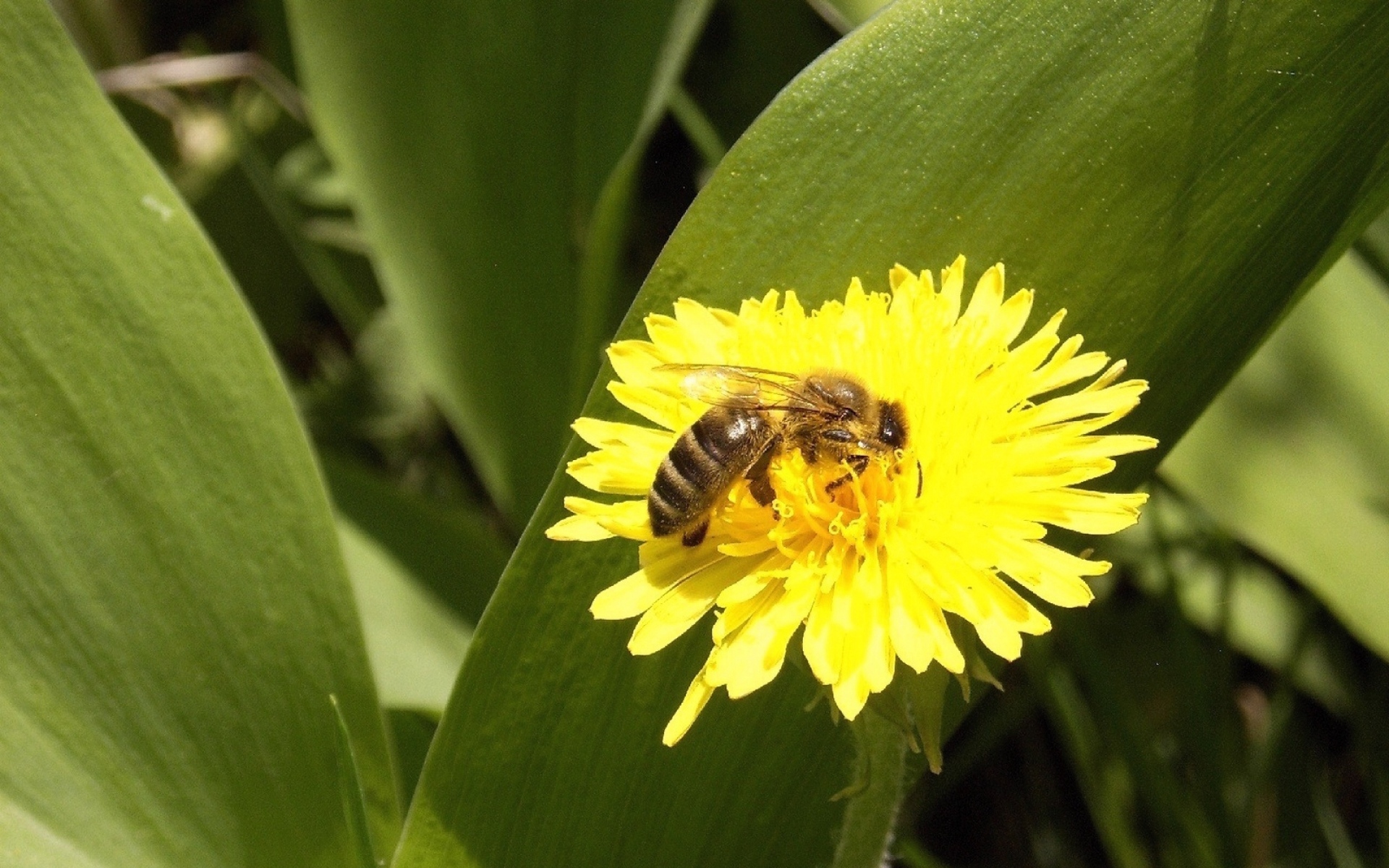Картинки Пчела, цветок, пыльца, опыление фото и обои на рабочий стол
