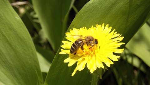 Пчела, цветок, пыльца, опыление