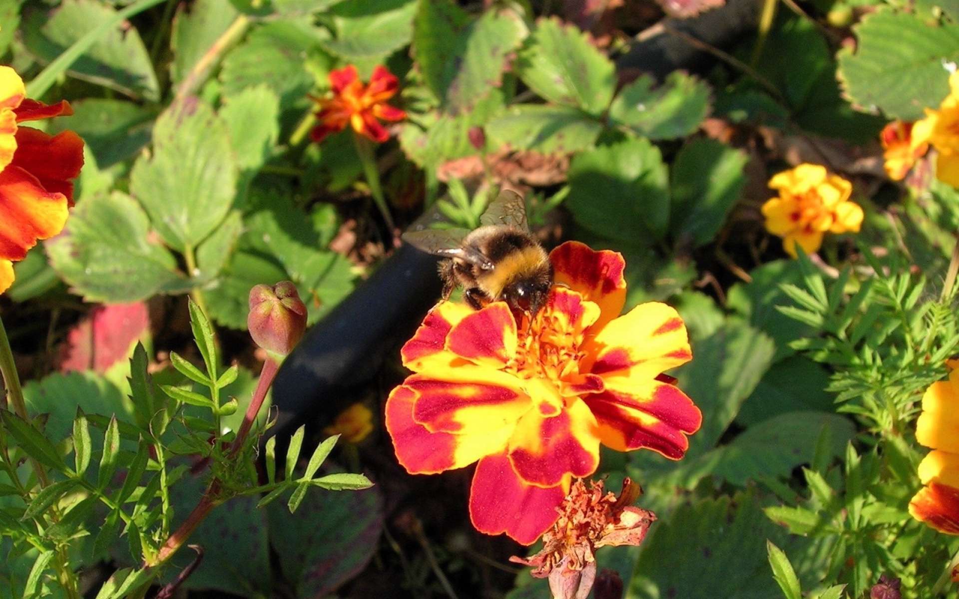 Картинки Пчела, цветок, опыление, яркий фото и обои на рабочий стол