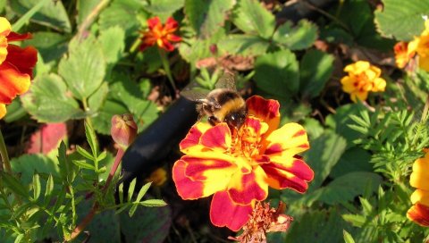 Пчела, цветок, опыление, яркий