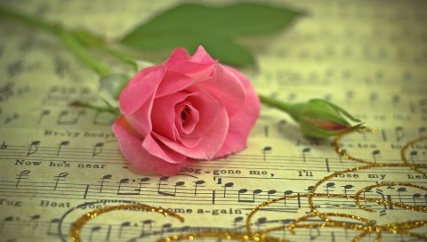 Роза, цветок, музыка, нитка, золото