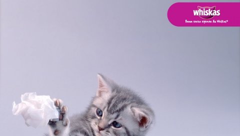 Виска, кошка, игра