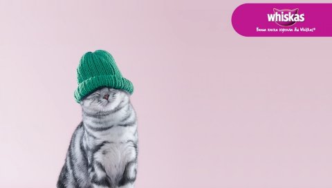 Виска, кошка, шляпа, счастливые
