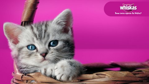 Виска, кошка, корзина, голубые глаза