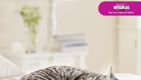 Виска, кошка, корм для кошек, сон