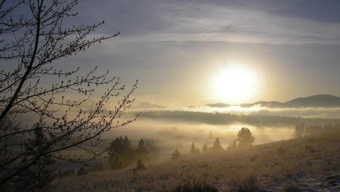 Туман, дерево, почки, снег, трава, рассвет
