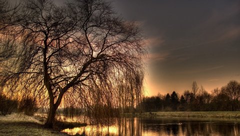 Берег, озеро, дерево, ветки, вечер, романтизм