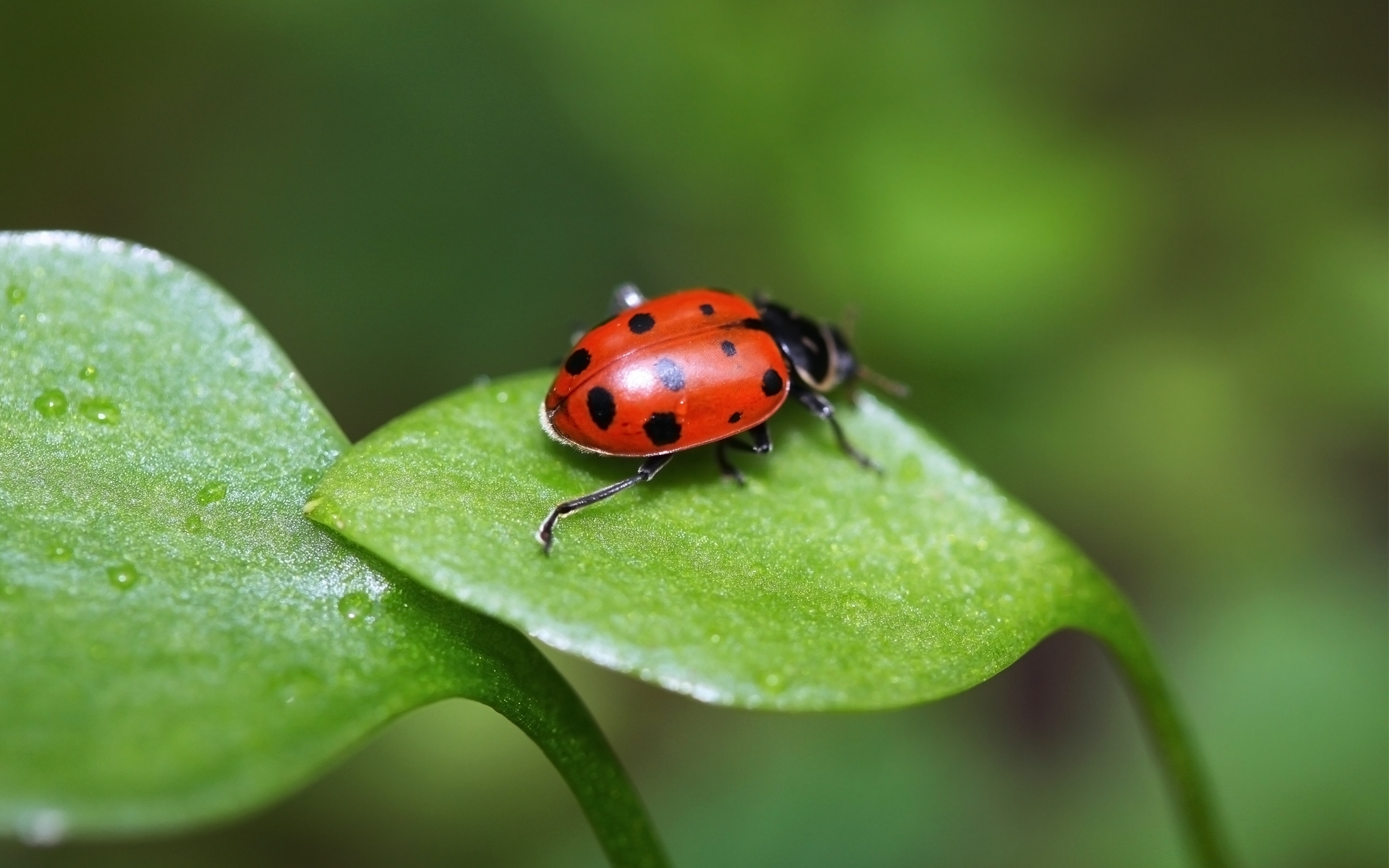 Ladybird Божья коровка