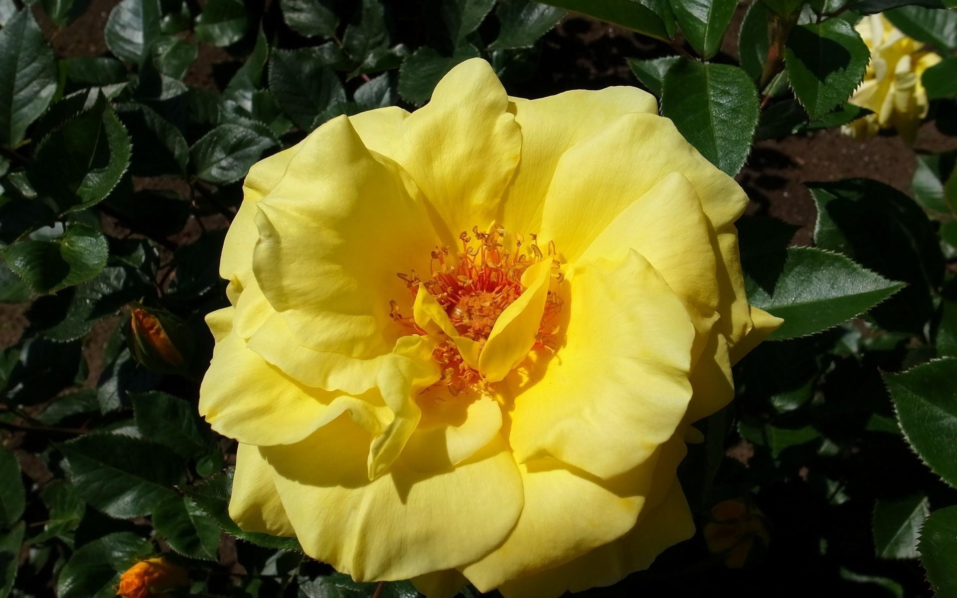 Дикая роза шиповник желтая