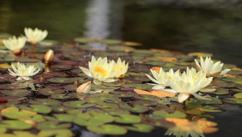 Водяные лилии, вода, листья, блики, отражение