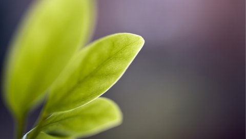 Лист, отражения, форма, свет