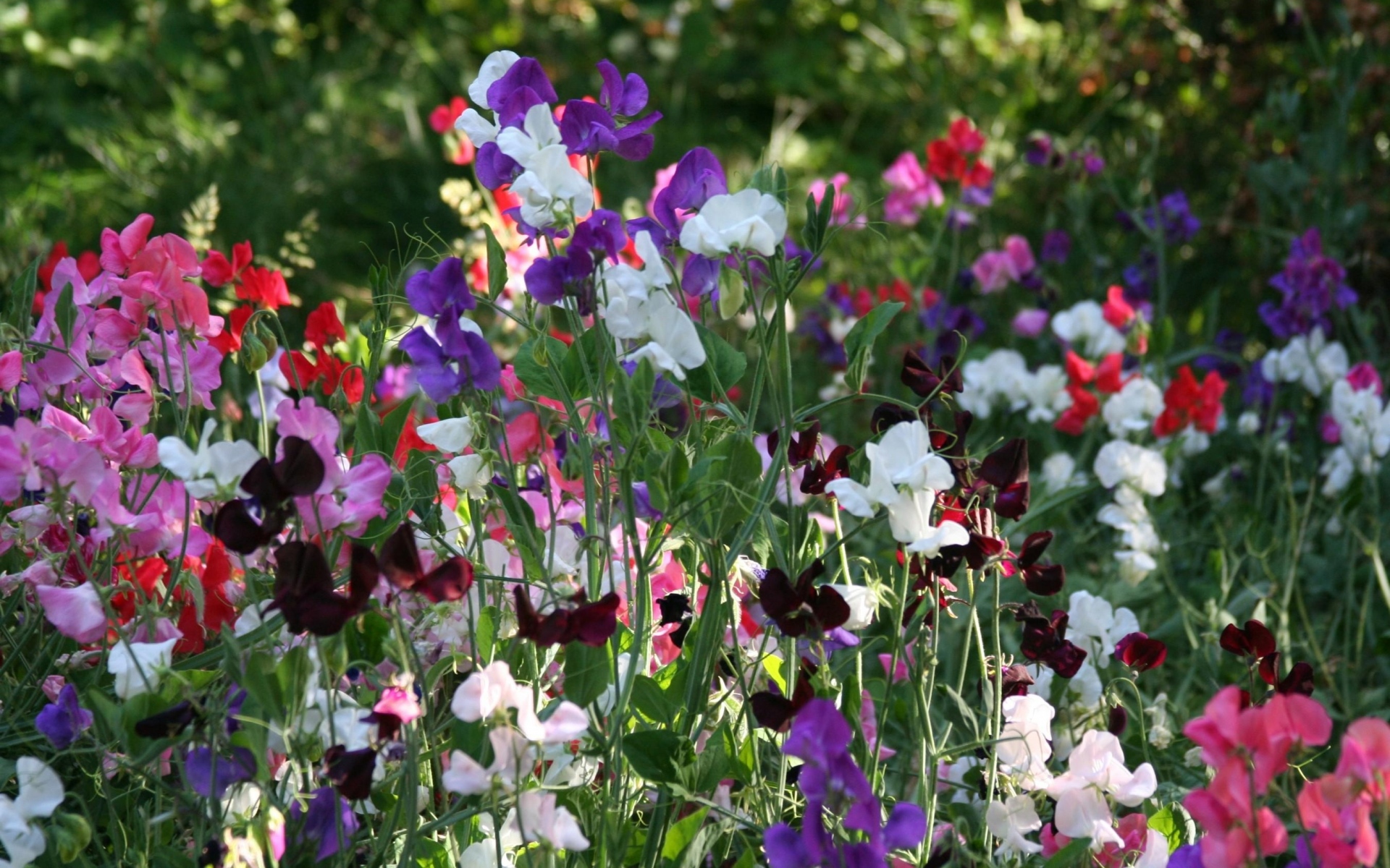 Картинки Сладкий горох, цветущие, красочные, свежие травы фото и обои на рабочий стол