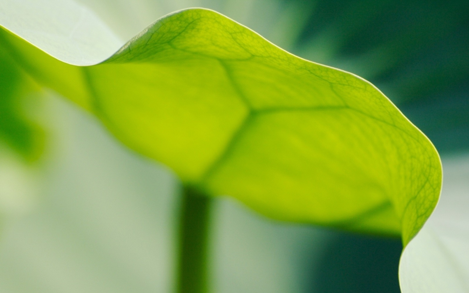 Green edges. Зеленый лист. Зелень листья. Обои с зелеными листьями. Зеленый лист макро.