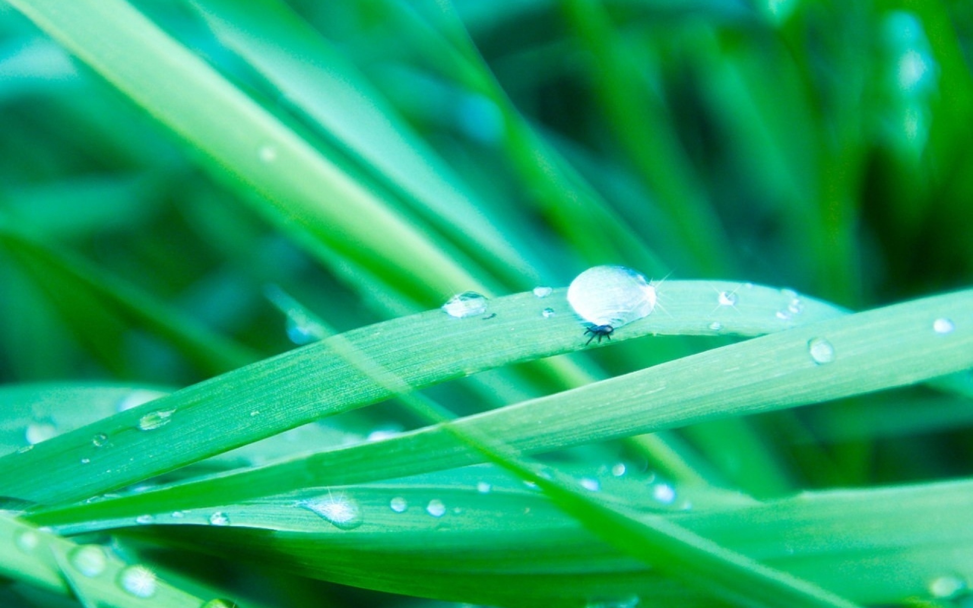 Water grass. Вода и зелень. Микро природа. Макросъемка зелень и вода. Макро фотообои на стену.