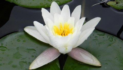 Водяная лилия, вода, капли, пруд, зелень