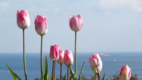 Тюльпаны, цветы, клумба, горизонт