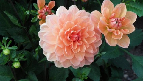 Георгины, цветы, бутоны, клумба, зеленый