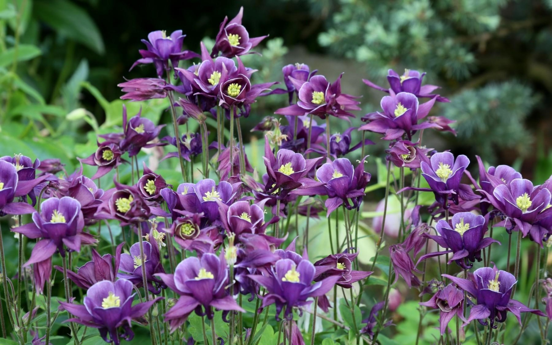 Картинки Aquilegia, цветы, фиолетовый, клумба, размытые фото и обои на рабочий стол