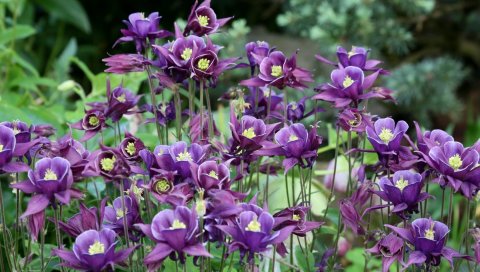 Aquilegia, цветы, фиолетовый, клумба, размытые